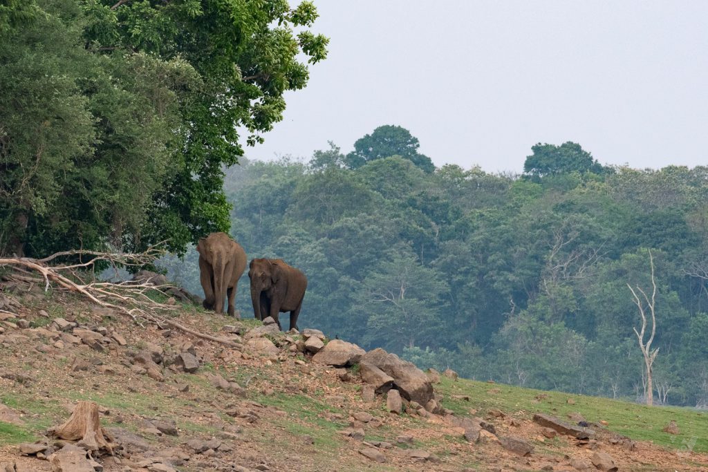 13_Dehaze_50_Elephant-1024x683.jpg